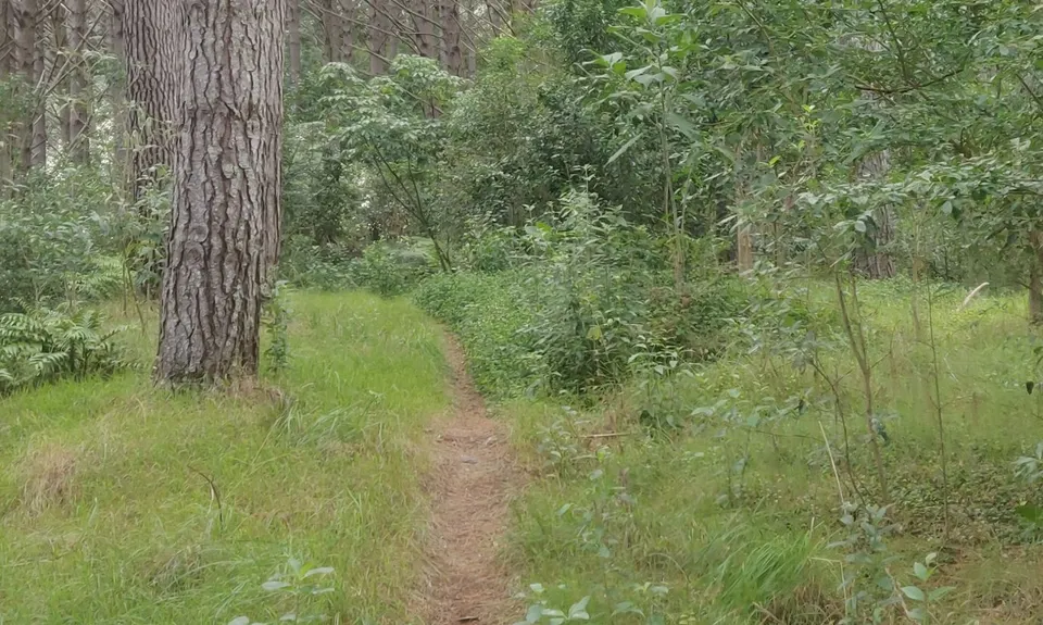 Orum Road/Te Araroa loop, Auckland