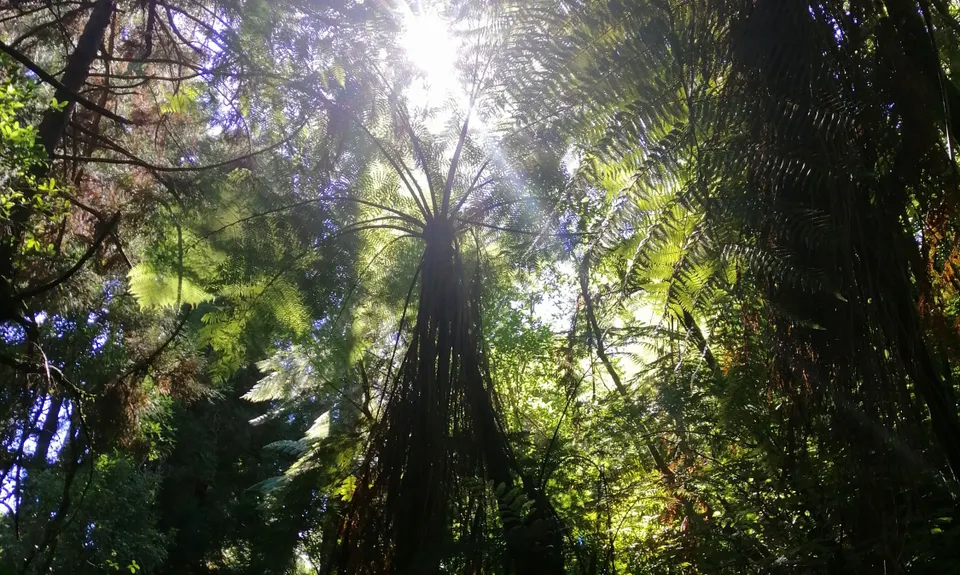 Westmere Walkway & Mitipo Park, Manawatu - Wanganui