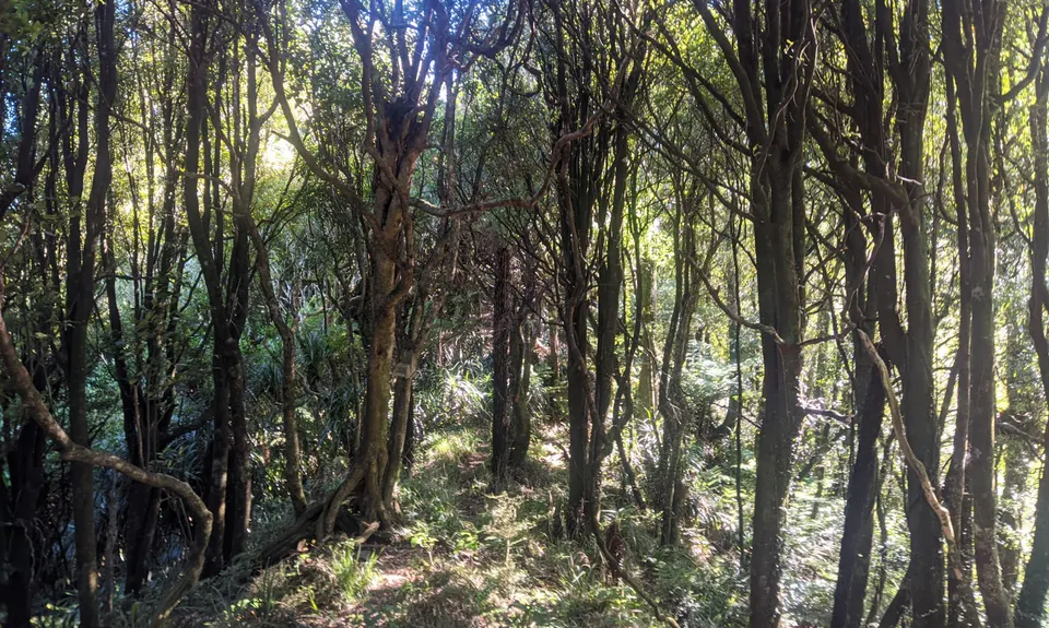Arawaru Trig Loop, Manawatu - Wanganui