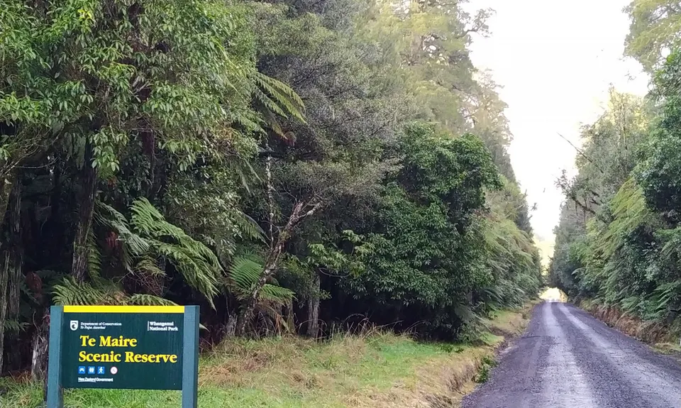 Te Maire Track, Manawatu - Wanganui