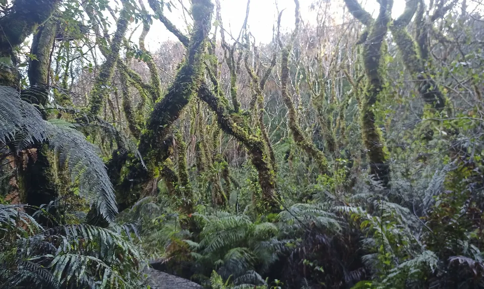 Ernie's loop, Auckland