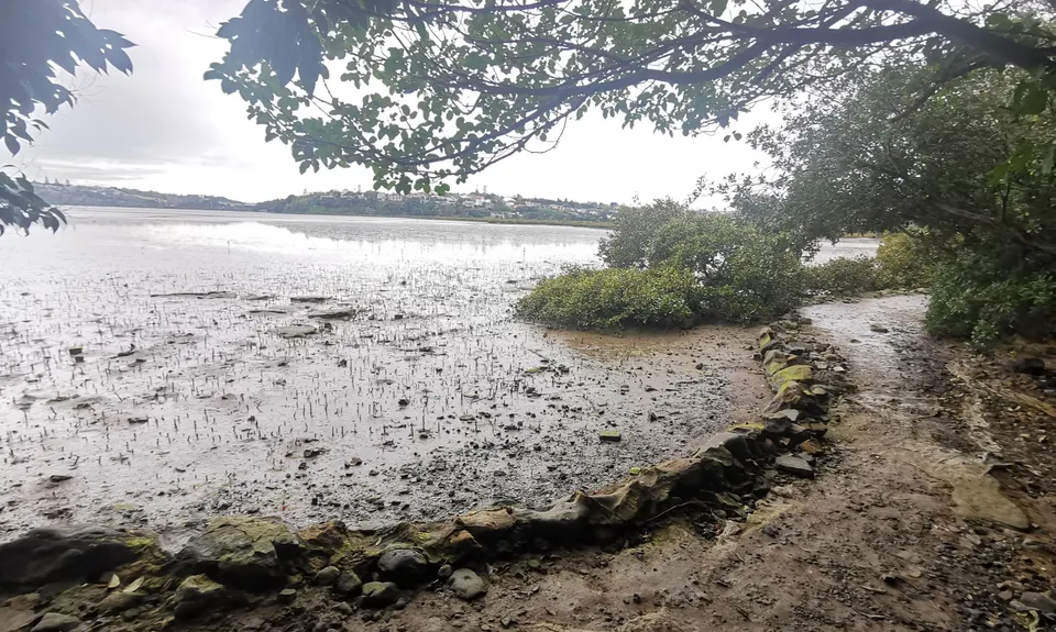 Hobson Bay Loopity, Auckland