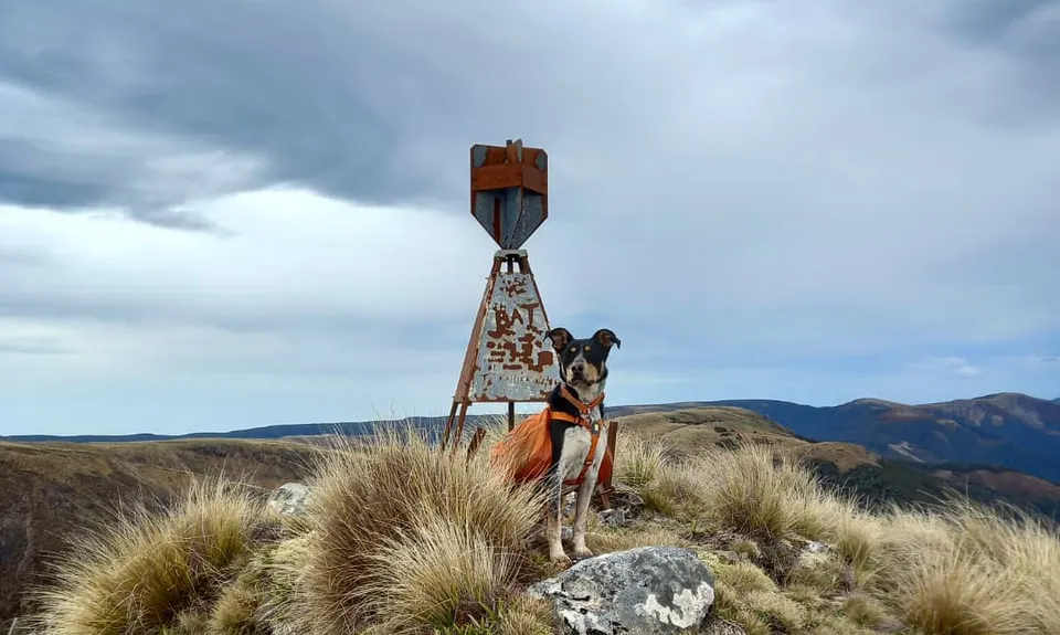 Tauwharepokoru