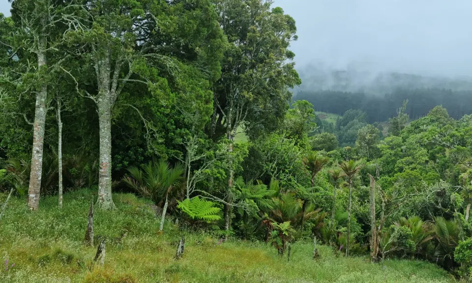 Karamu Walkway South, Waikato