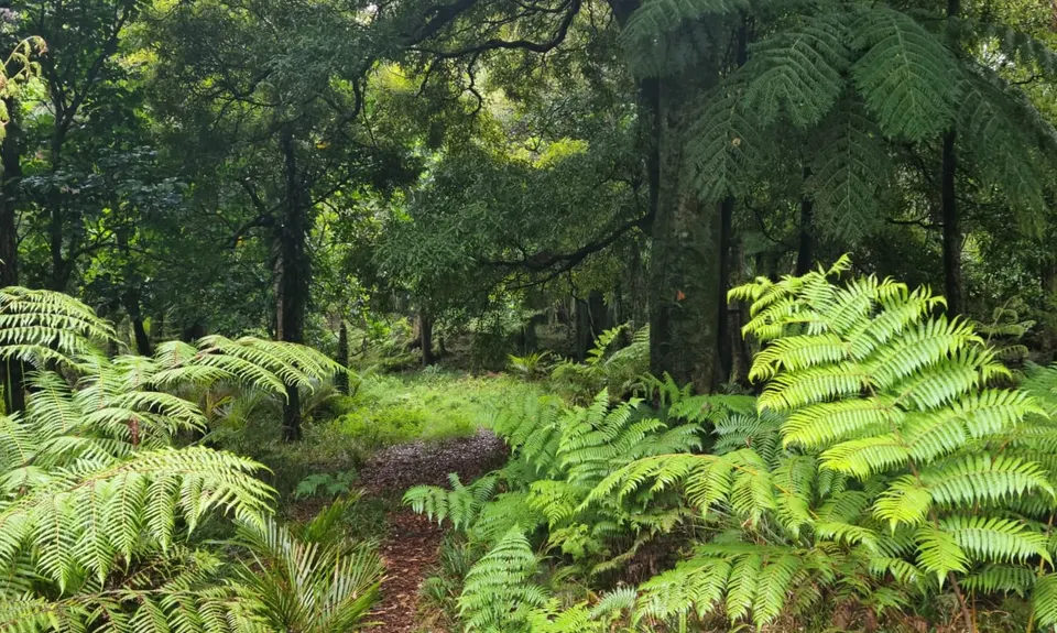 Karamu Walkway South, Waikato