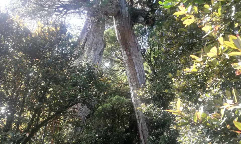 Knights - Shorts loop track with Toka peak, Manawatu - Wanganui