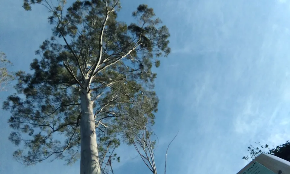 Big Gum Boogie, Tasman