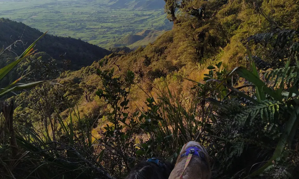 Te Aroha Summit Loop, Waikato