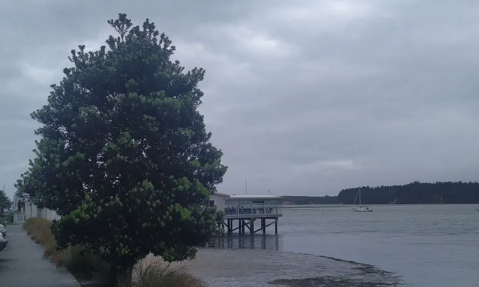 Omokoroa Seaside Caper, Bay of Plenty