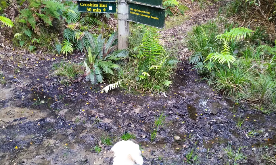 Crosbies Settlement , Waikato