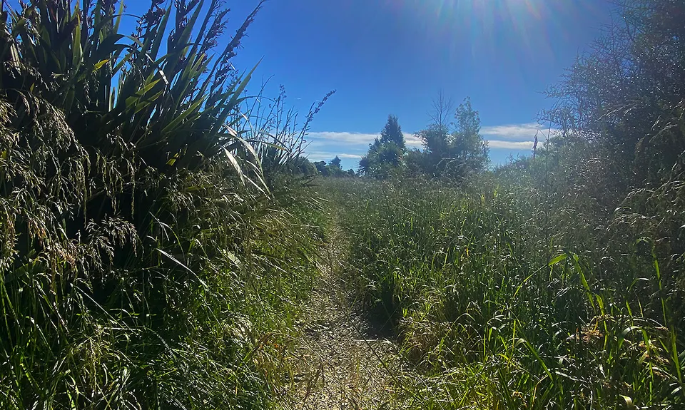 Lagoon-a-Seeker, Marlborough