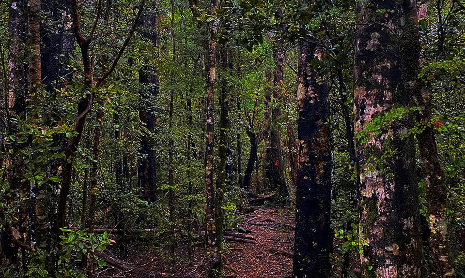 Takaka Hill Walkway, Tasman