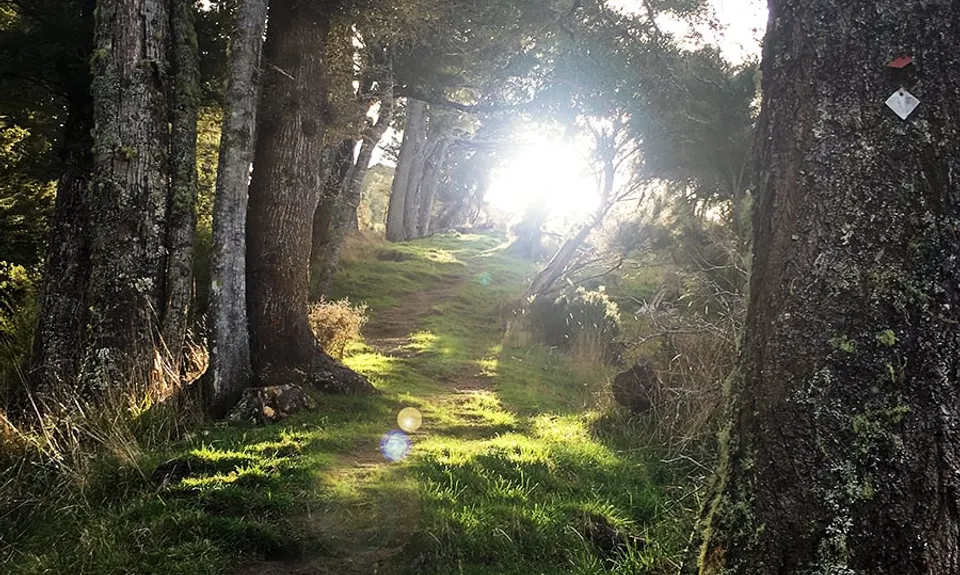 Atene Skyline Track, Manawatu - Wanganui