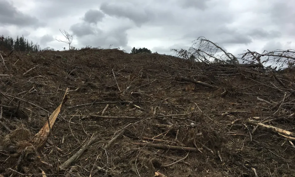 Riverhead Blast, Auckland