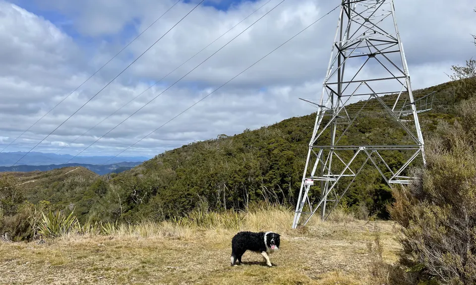 Mt William Loop, West Coast