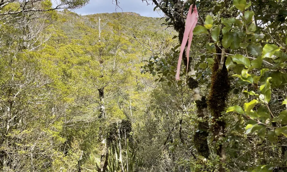 Mt William Loop, West Coast