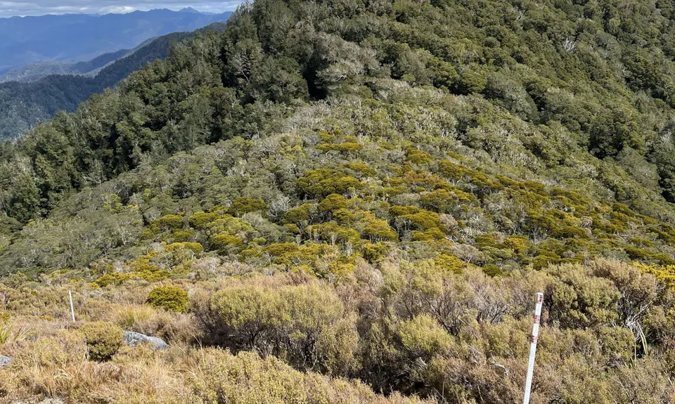 Mt William Loop, West Coast