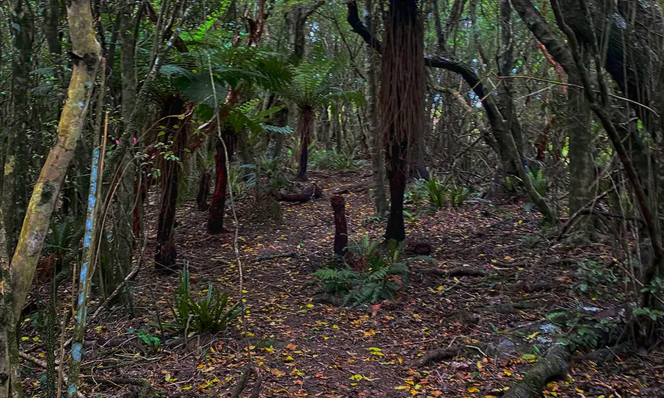 Slick and Quick Swampy, Otago