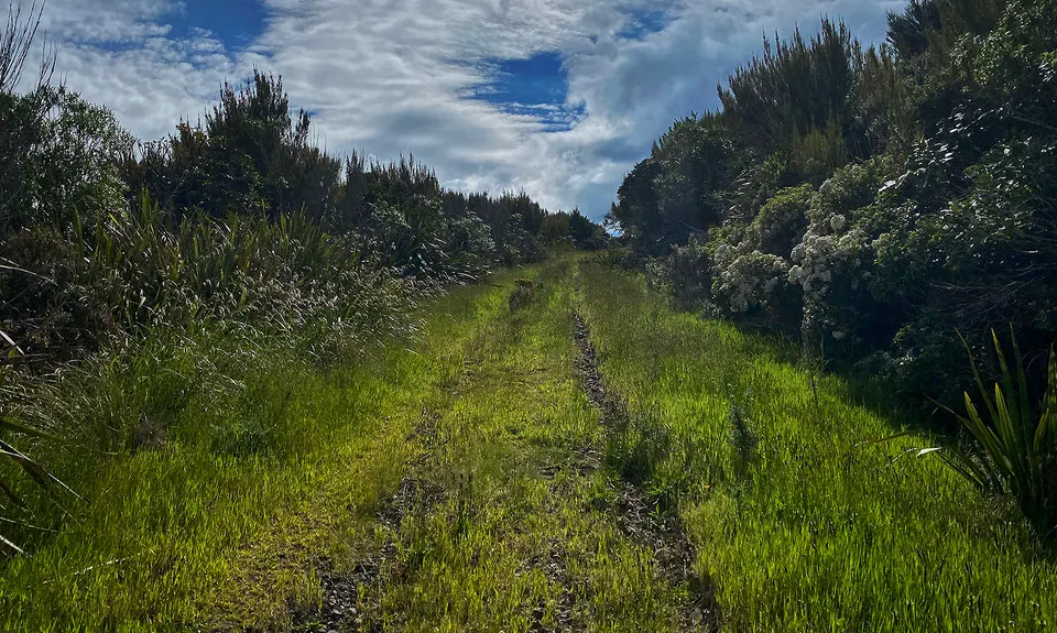 Slick and Quick Swampy, Otago