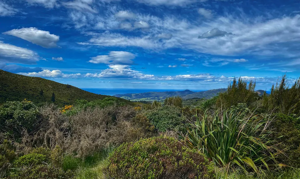 Slick and Quick Swampy, Otago
