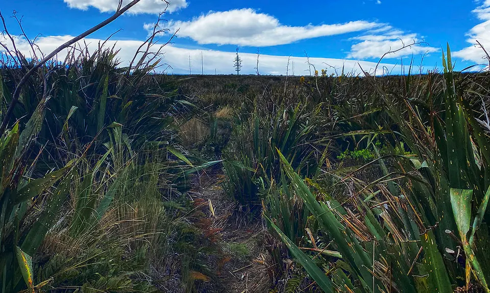 Slick and Quick Swampy, Otago