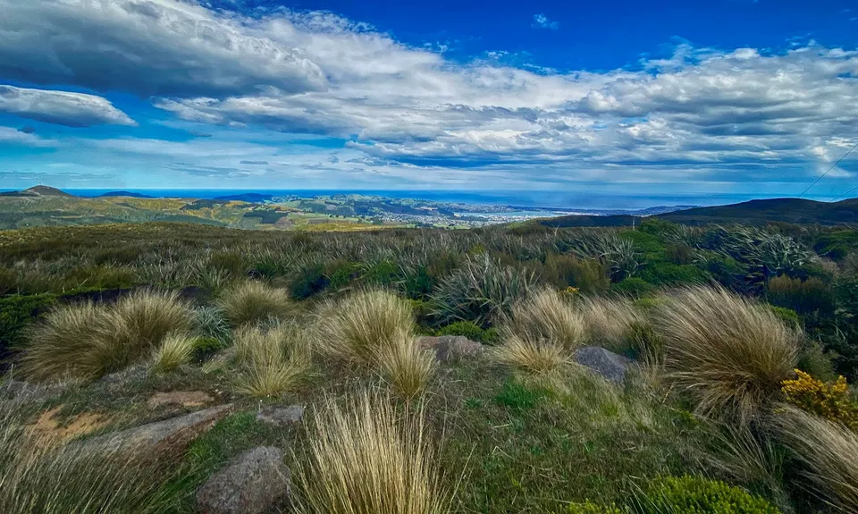 Slick and Quick Swampy, Otago