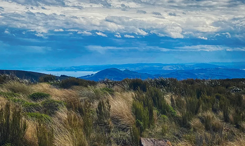 Slick and Quick Swampy, Otago