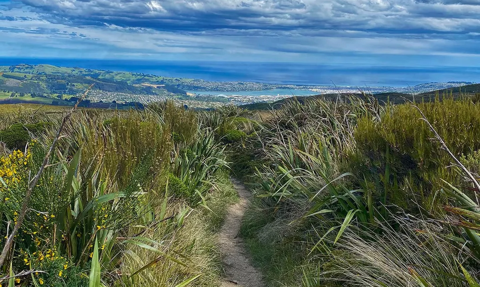 Slick and Quick Swampy, Otago