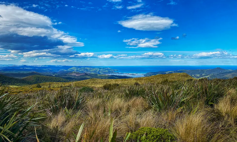 Slick and Quick Swampy, Otago