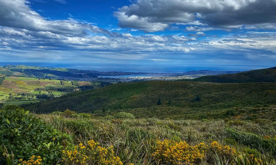 Slick and Quick Swampy, Otago