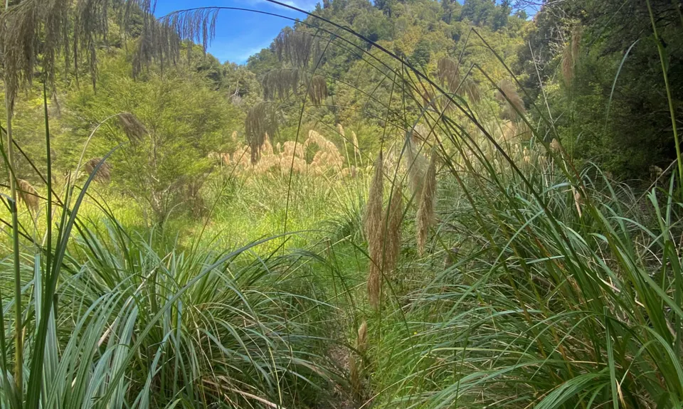 Wet Feet, Bay of Plenty