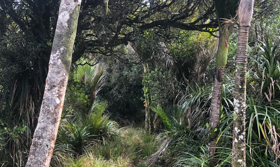 Tangihua Transmitter Loop, Northland