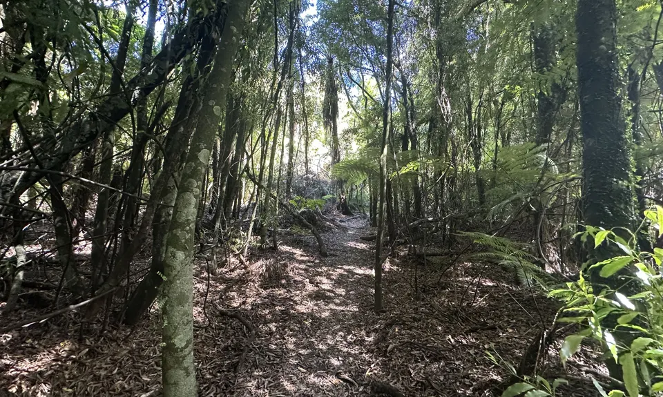 Tennent's and Mistletoe Loop, Bay of Plenty