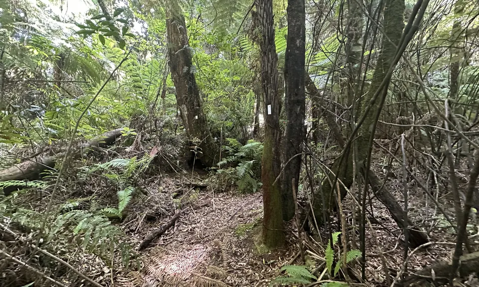 Tennent's and Mistletoe Loop, Bay of Plenty