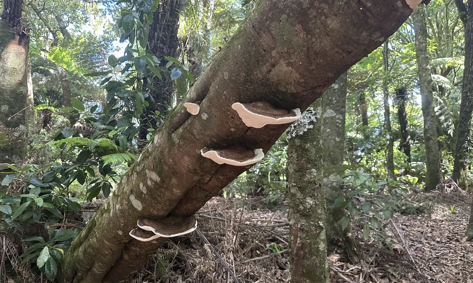 Tennent's and Mistletoe Loop, Bay of Plenty