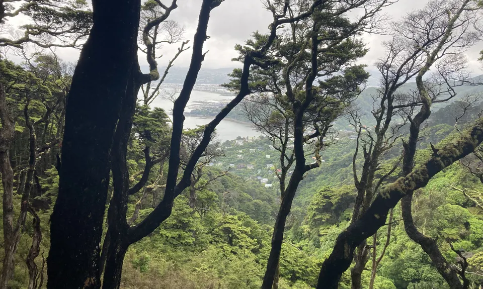 Mt Lowry, Wellington