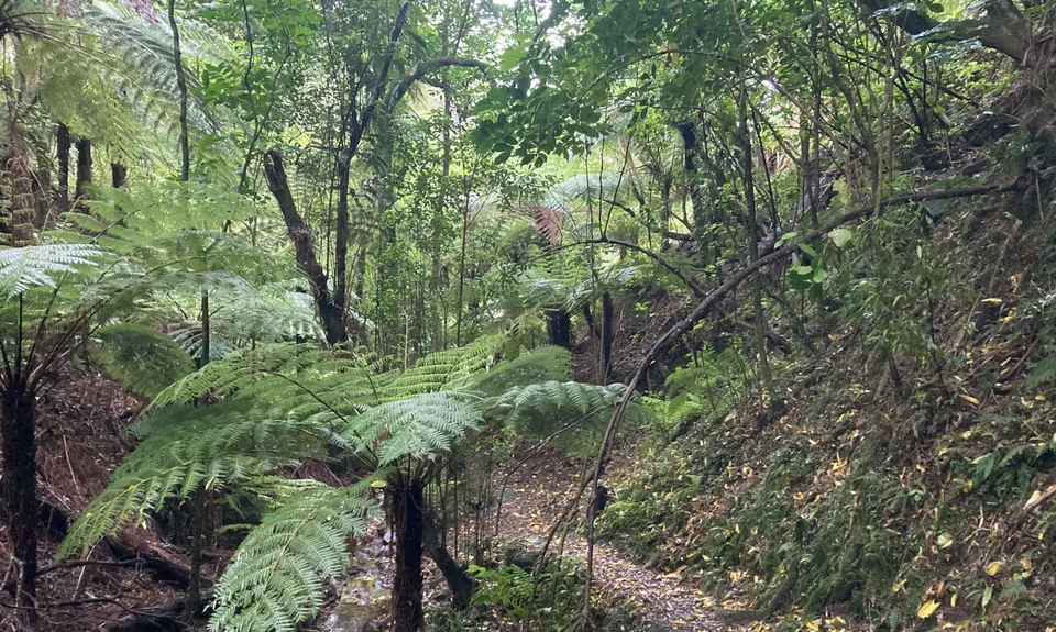 Mt Lowry, Wellington