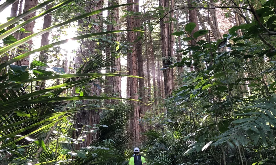 Looping Lucys, Taranaki