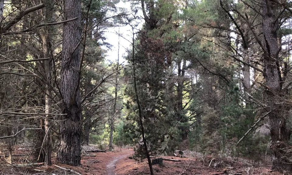 Deans Bank Loop, Otago