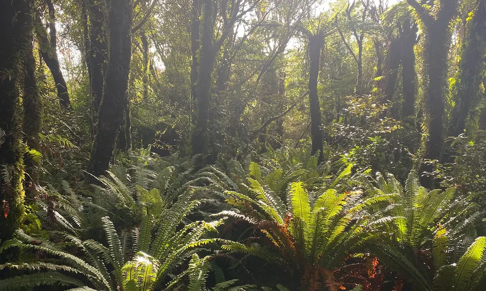 Mount Titi Full Bush , Wellington