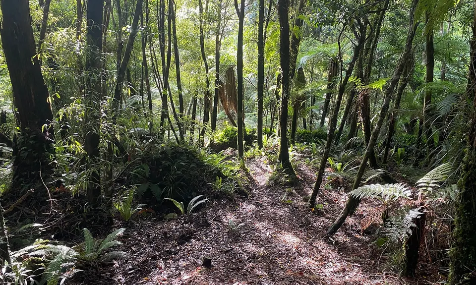 Mount Titi Full Bush , Wellington