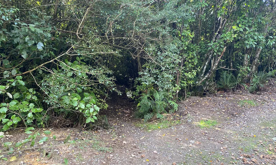 Mount Titi Full Bush , Wellington
