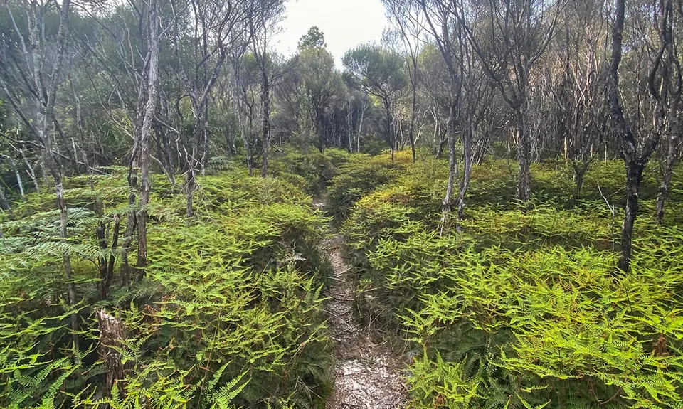 Buckland Peaks, West Coast