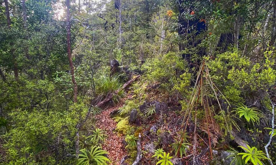 Buckland Peaks, West Coast