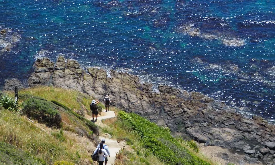 Escarpment Track, Wellington