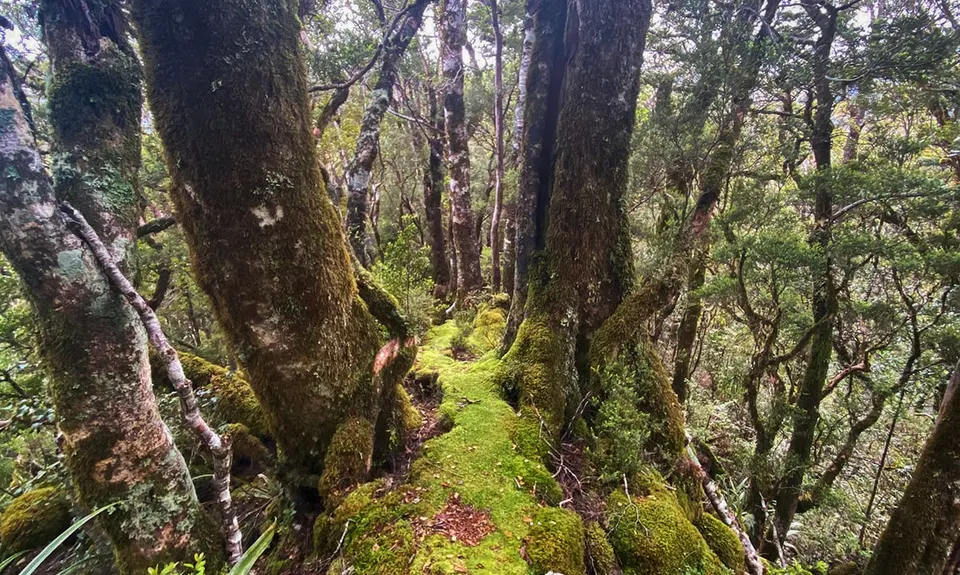 Buckland Peaks, West Coast
