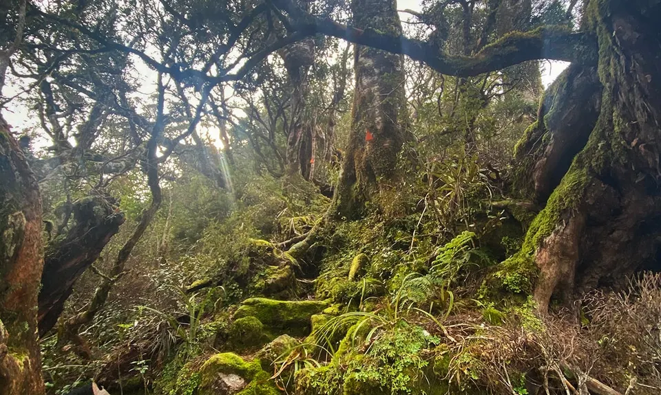 Buckland Peaks, West Coast