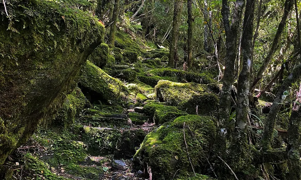 Roberts Point Track, West Coast
