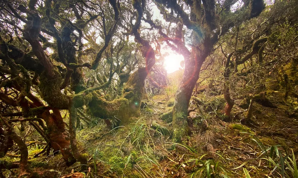 Buckland Peaks, West Coast