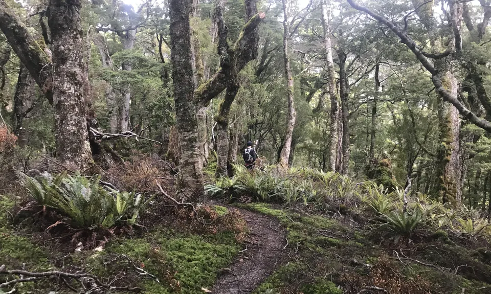 Hump Ridge Track, Southland